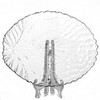 Тарелка столовая мелкая Pasabahce Sultana, D=32 см
